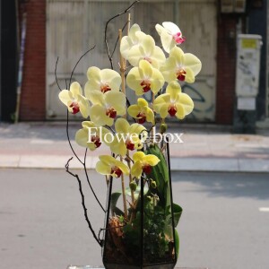 HỘP HOA KÍNH 20.10 FBPN022