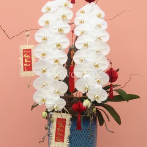 CHẬU LAN TẾT NỮ HOÀNG FBVT31