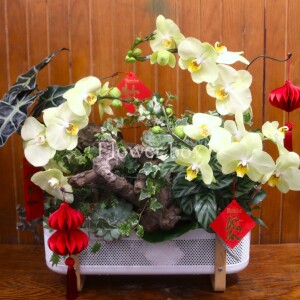 GIỎ LAN HỒ ĐIỆP FBVT24