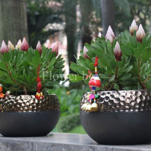 King Protea Chậu - FBFP 003