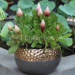 King Protea Chậu - FBFP 006