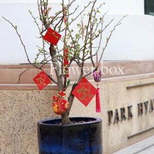 Mai Hải Đường Chậu - FBFP 001