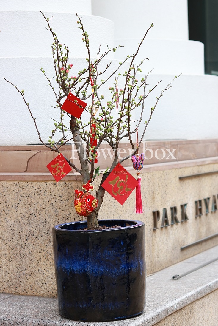 Mai Hải Đường Chậu - FBFP 001