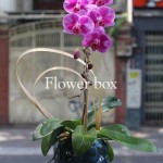 Chậu Lan Tết 1 cành - FBOR 055