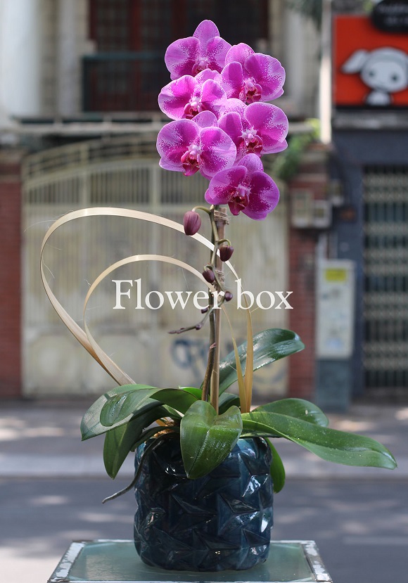 Chậu Lan Tết 1 cành - FBOR 055