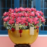 Chậu Lan Tết FBVT22