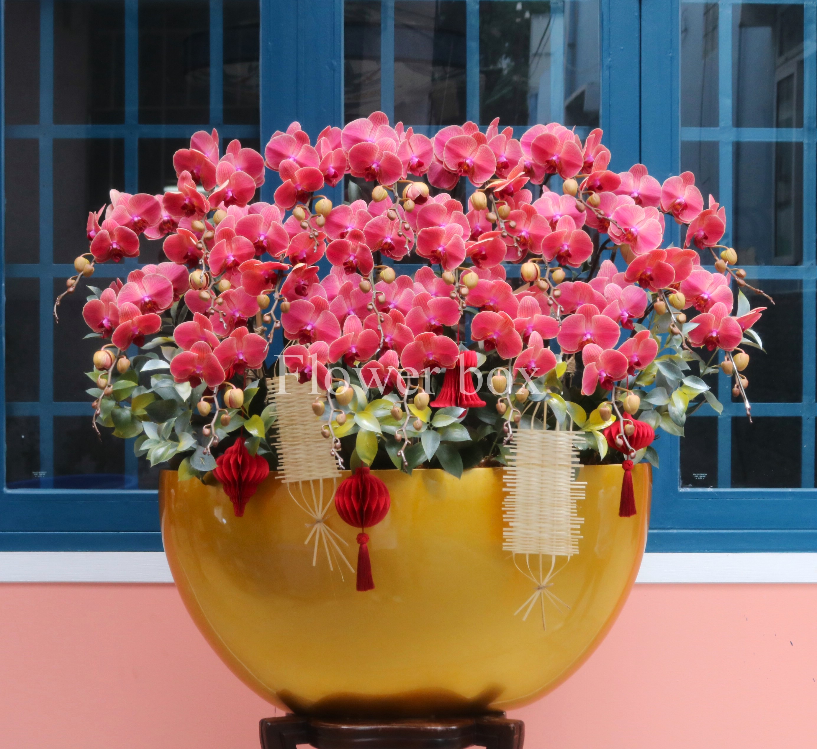 Chậu Lan Tết FBVT22