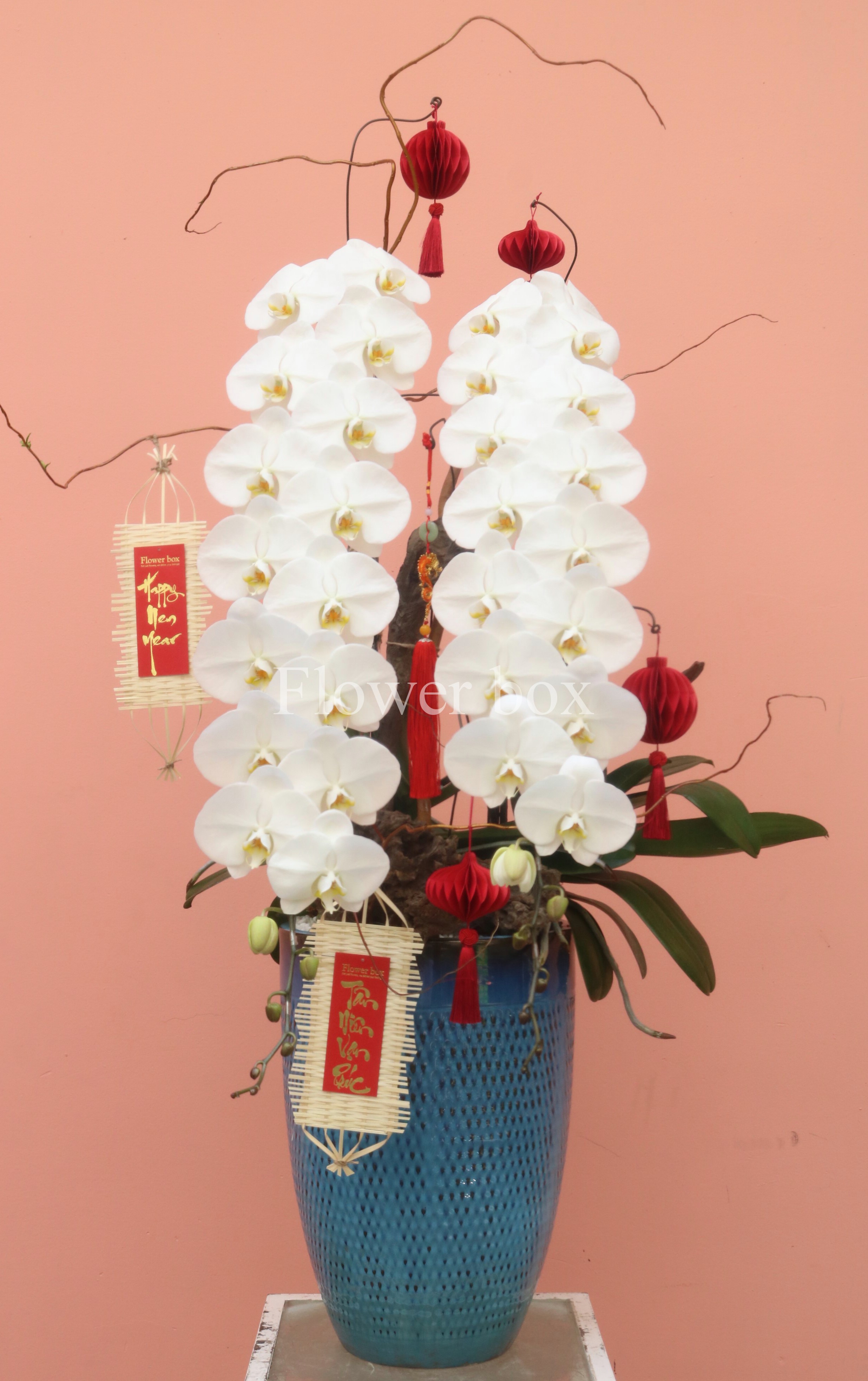 CHẬU LAN TẾT NỮ HOÀNG FBVT31