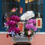 GIỎ LAN HỒ ĐIỆP FBVT28