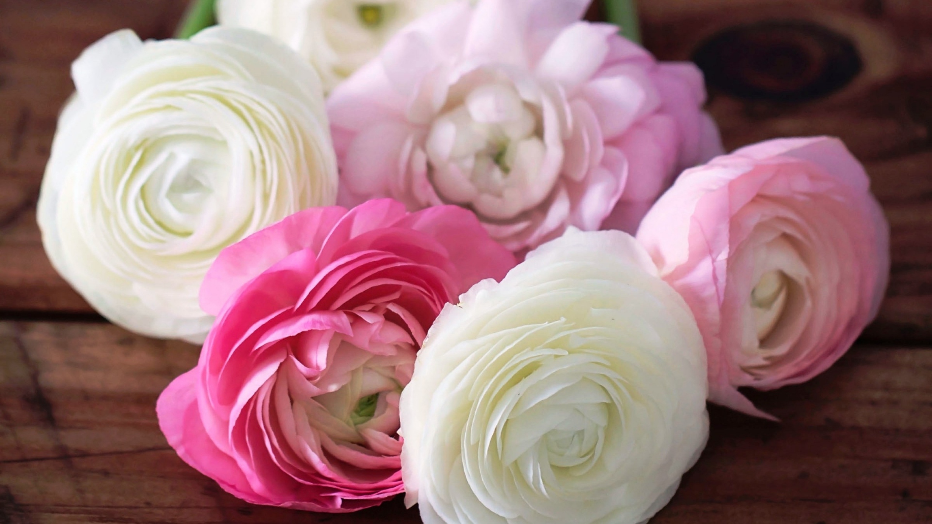 buttercup_ranunculus_flowers_buds_petals_white_pink_80423_1920x1080