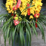 Địa Lan chậu 7 cành - FBOR 018