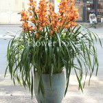 Địa Lan chậu 9 cành - FBOR 023