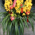 Địa Lan chậu 9 cành - FBOR 030