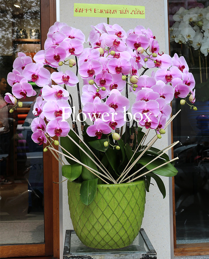 Chậu Lan Tết 10 cành - FBOR 045