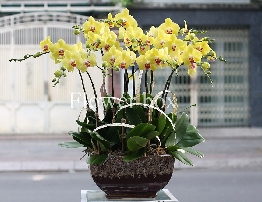 Chậu Lan Tết 12 cành - FBOR 044