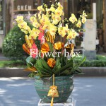 Chậu Lan Tết 8 cành - FBOR 003