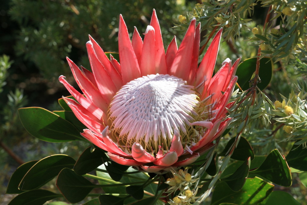Flower-King-Protea-Protea-Cynaroides.10_1-1024x682