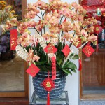 Chậu Lan Tết 10 cành - FBOR 065