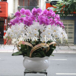 Chậu Lan Tết 30 cành - FBOR 022