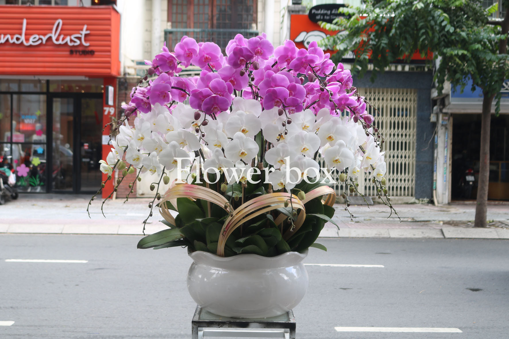 Chậu Lan Tết 30 cành - FBOR 022