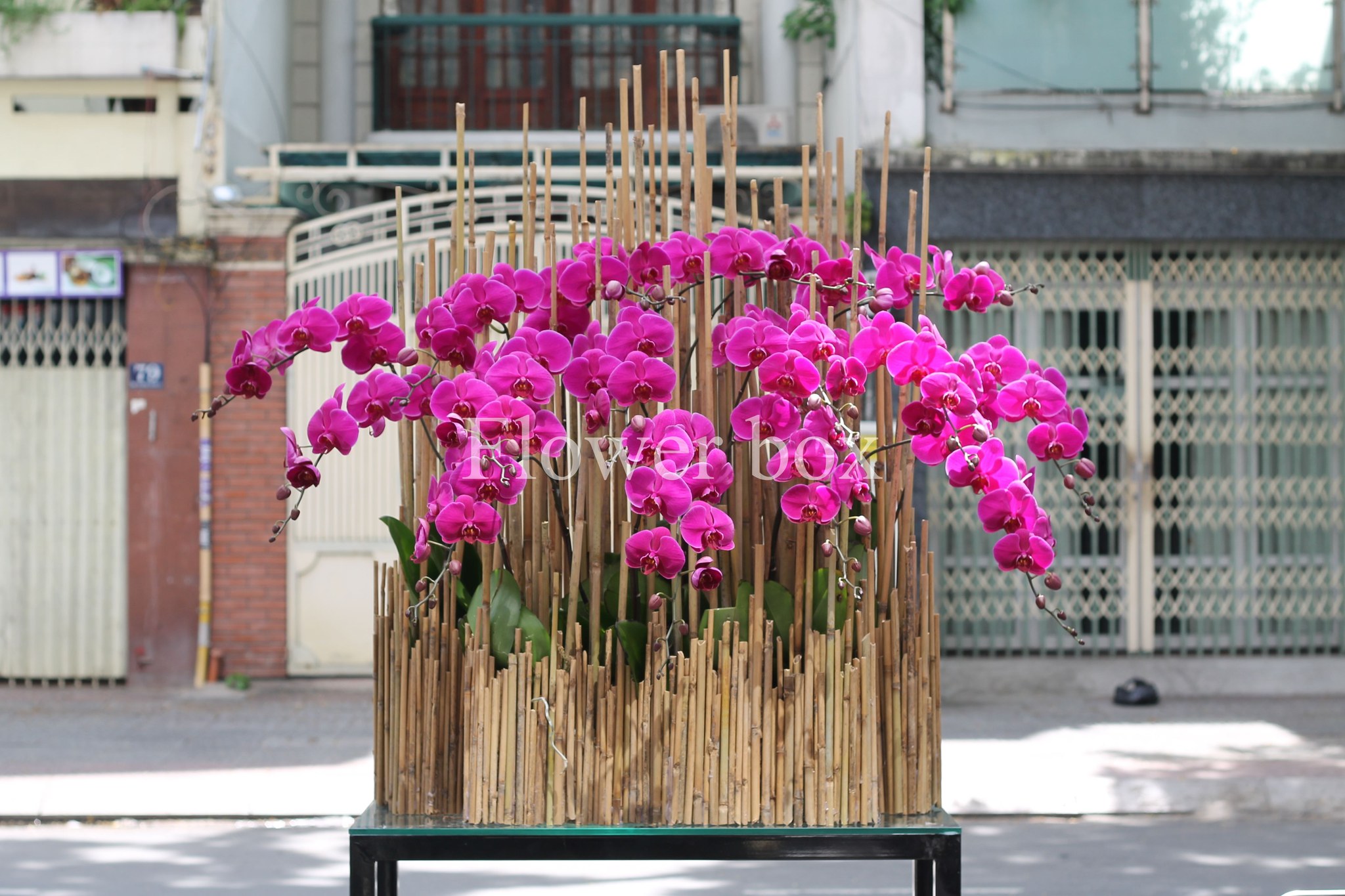 Lũa Lan Tết Sang Trọng - FBTC02