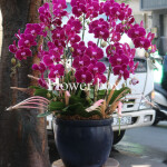 Chậu Lan Tết 10 cành - FBOR 073