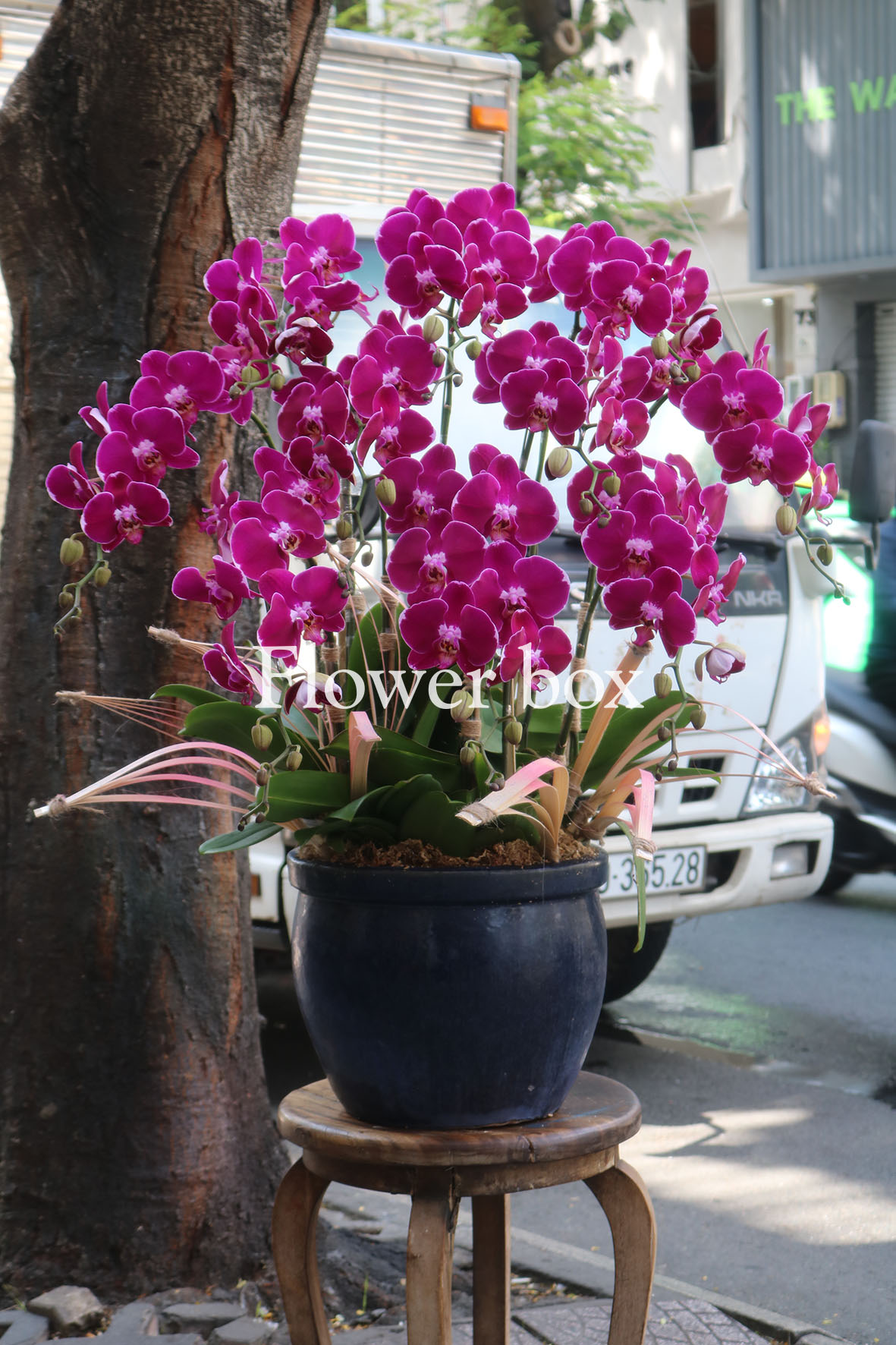 Chậu Lan Tết 10 cành - FBOR 073