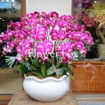 Chậu Lan Tết 20 cành - FBOR 046