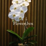 Chậu Lan Tết 1 cành - FBOR 043