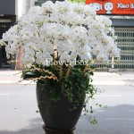 Chậu Lan Tết 20 cành - FBOR 007