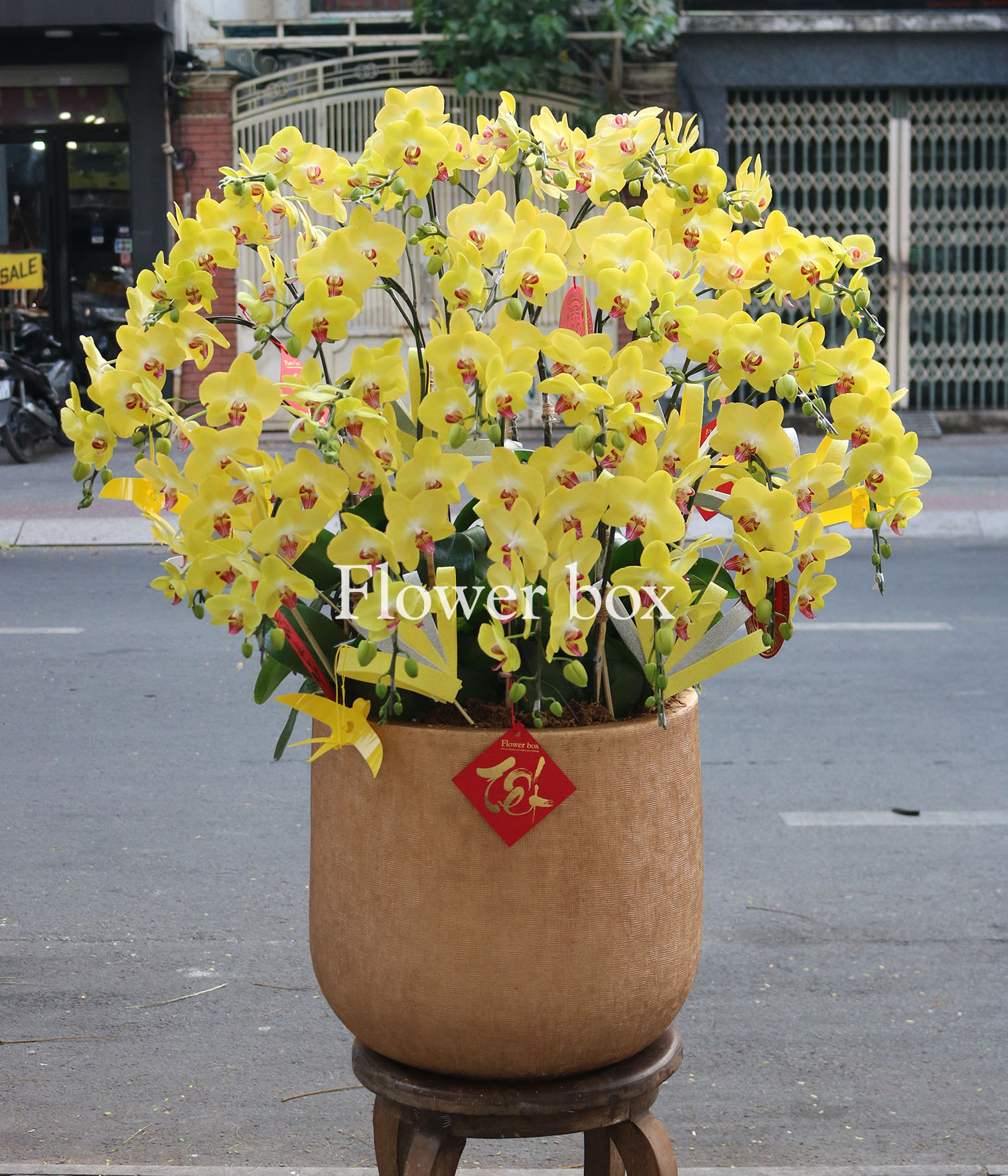 Chậu Lan Tết 25 cành - FBOR 064