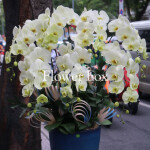 Chậu Lan Tết 14 cành - FBOR 035