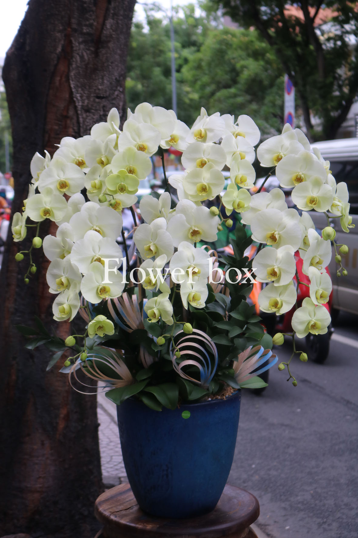Chậu Lan Tết 14 cành - FBOR 035