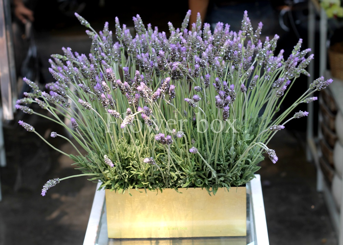 LAVENDER (13)