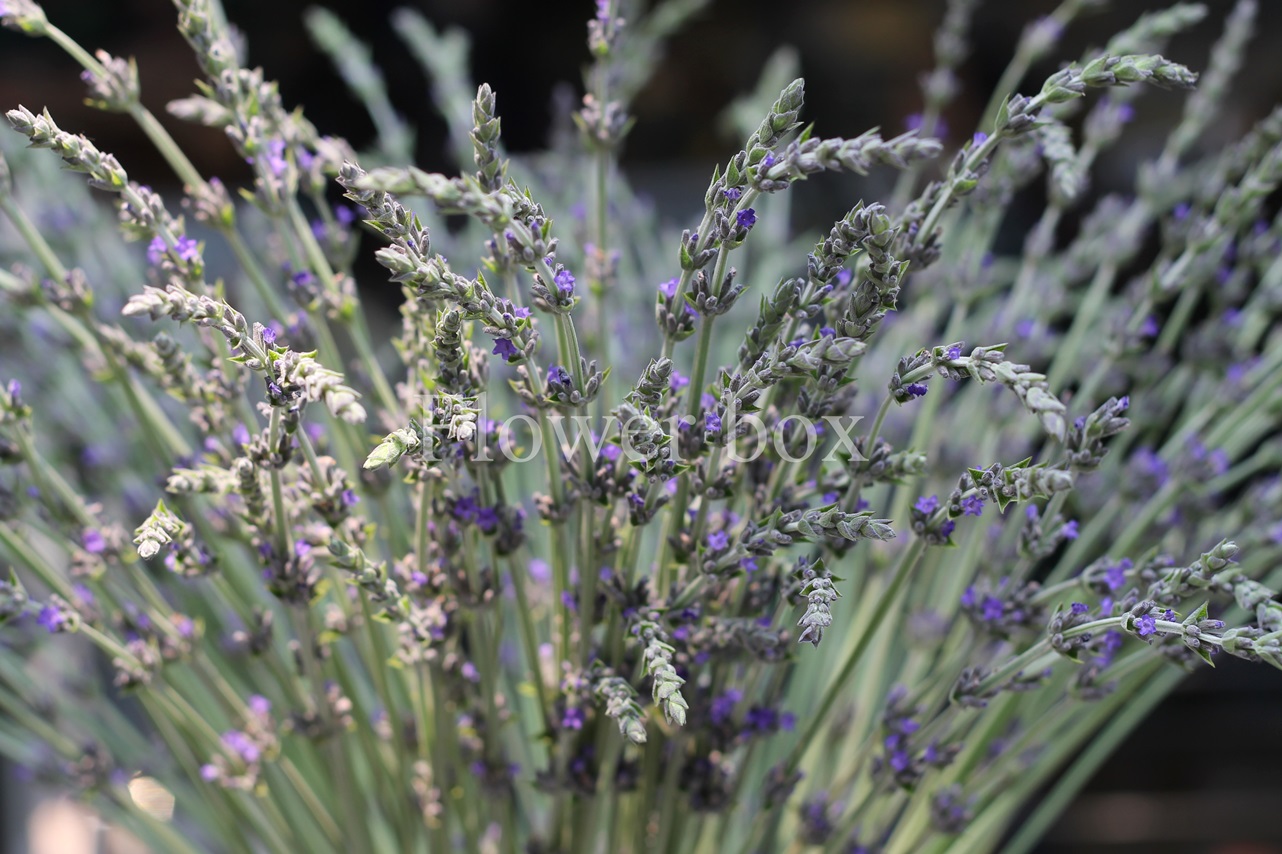 LAVENDER (16)