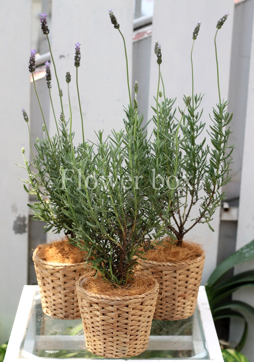 LAVENDER (4)