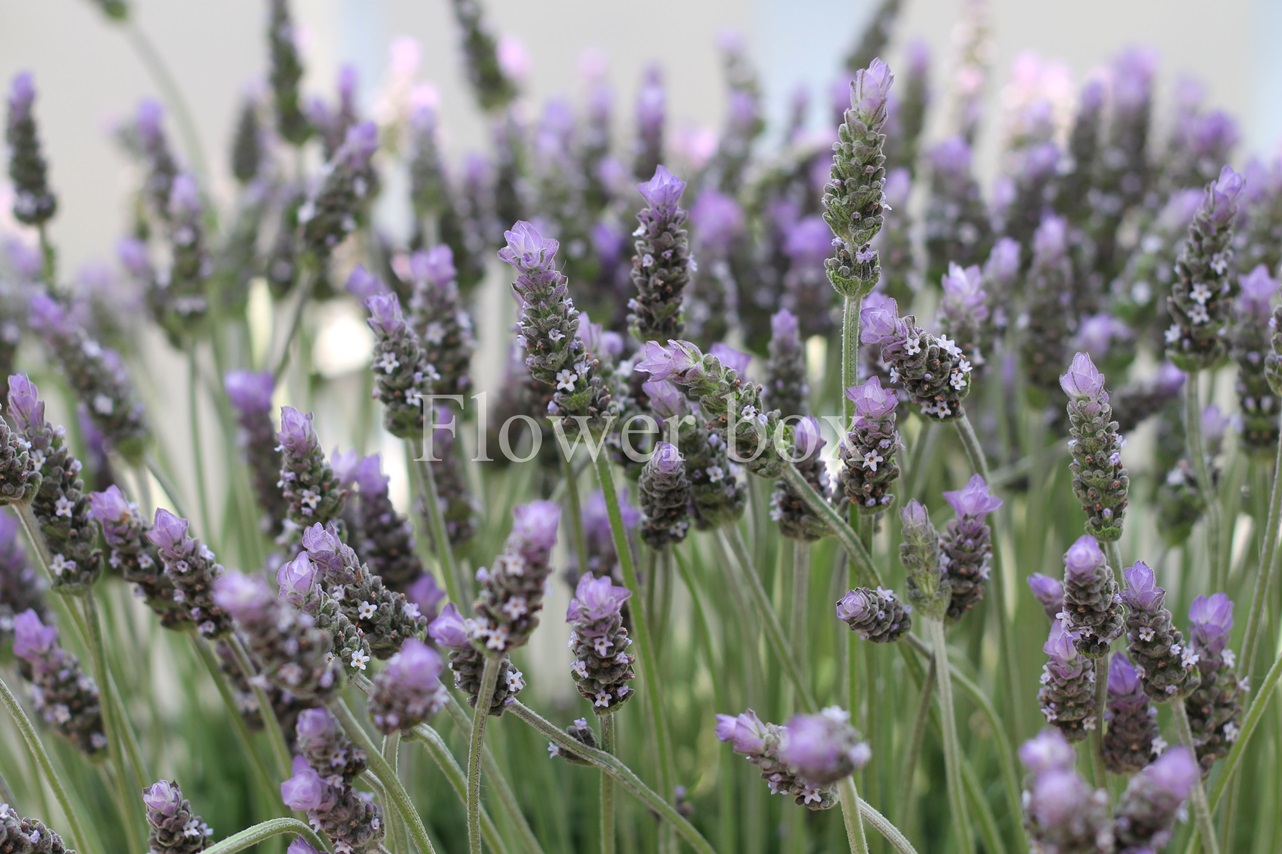 LAVENDER (6)
