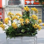 Lũa Lan Tết Sang Trọng FBNG005